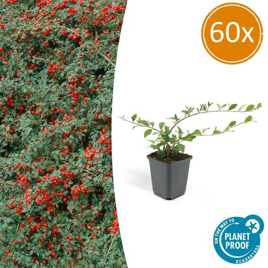 Cotonéaster de dammer x60 – entre 3,75 et 5m2