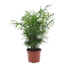 Chamaedorea elegans - palmier de salon - véritable plante d'intérieur - pot de 17cm - hauteur de 50-60cm
