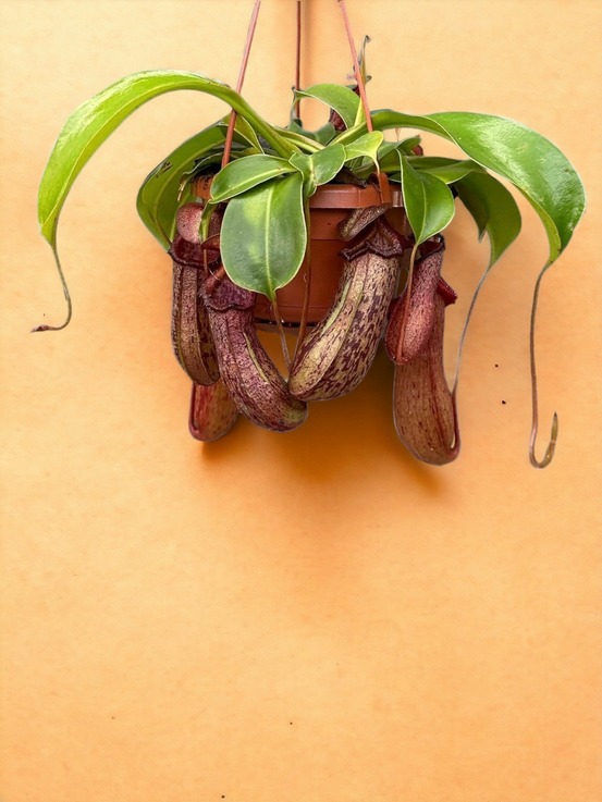 Nepenthes monkey jars rob