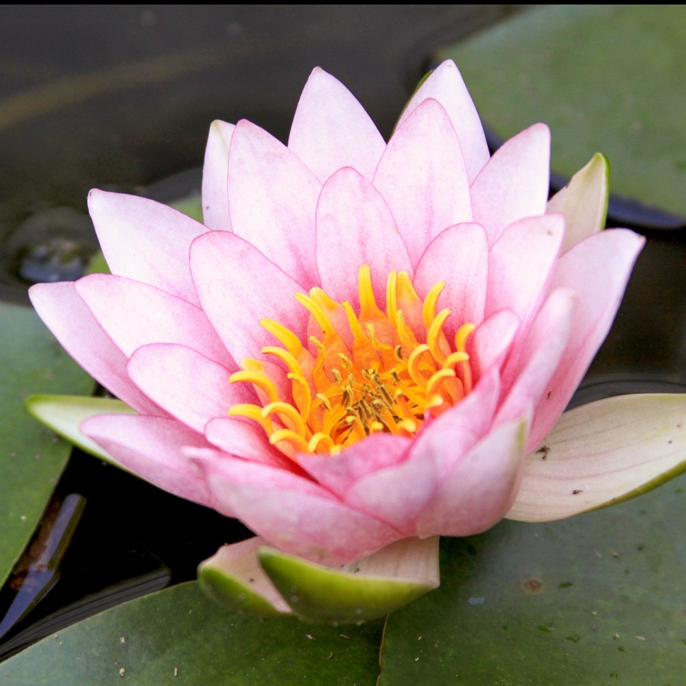 Nénuphar fabiola - le pot / ø 9cm