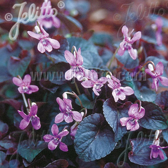 Violette du labrador lot de 9 godets