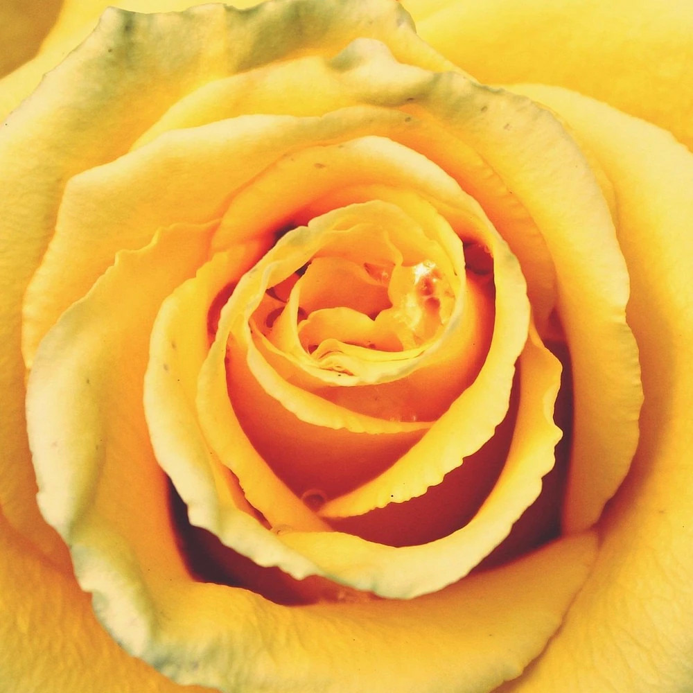 Rosier arbustif bataclan® 'tan94488' pot de 5l - touffe