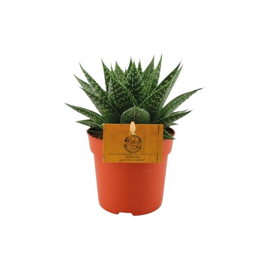 Gasteria hybride aurora