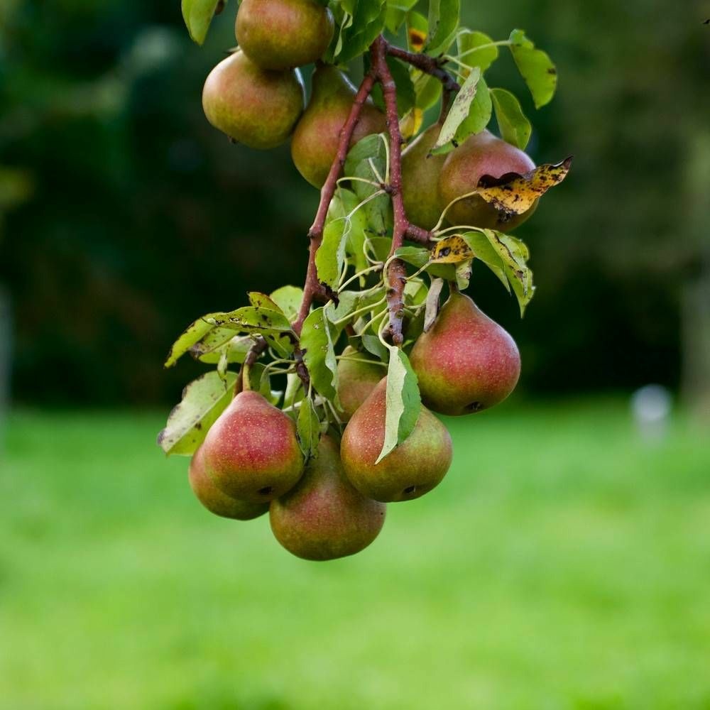 Poirier colonnaire moscou® pot de 7,5l - 80/100 cm