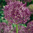 Allium christophii - bulbes de fleurs x30 - oignon d'ornement - violet- bulbes néerlandais