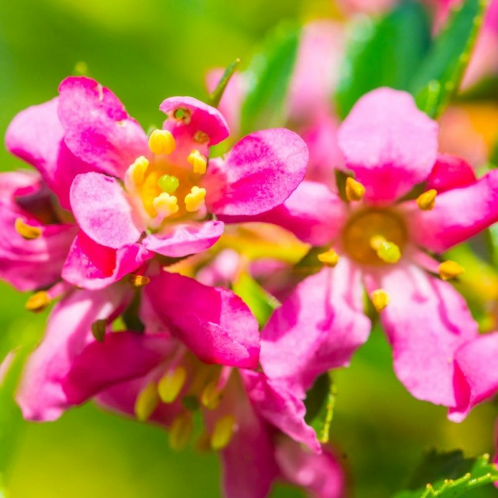 ESCALLONIA ROUGE GF H20A40-(766500)