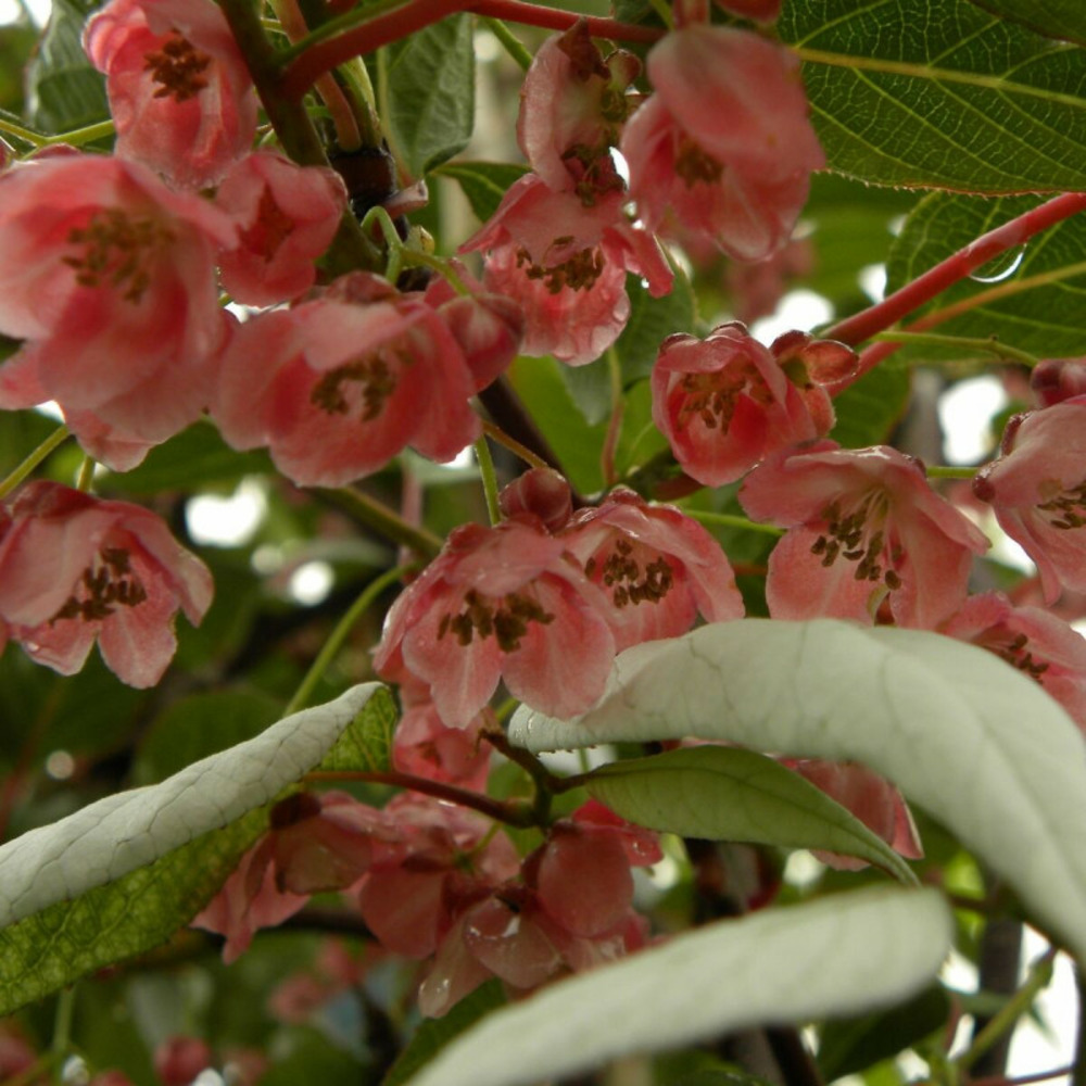 Kiwi d'ornement pot de 1,5l - tuteur bambou 30/60 cm