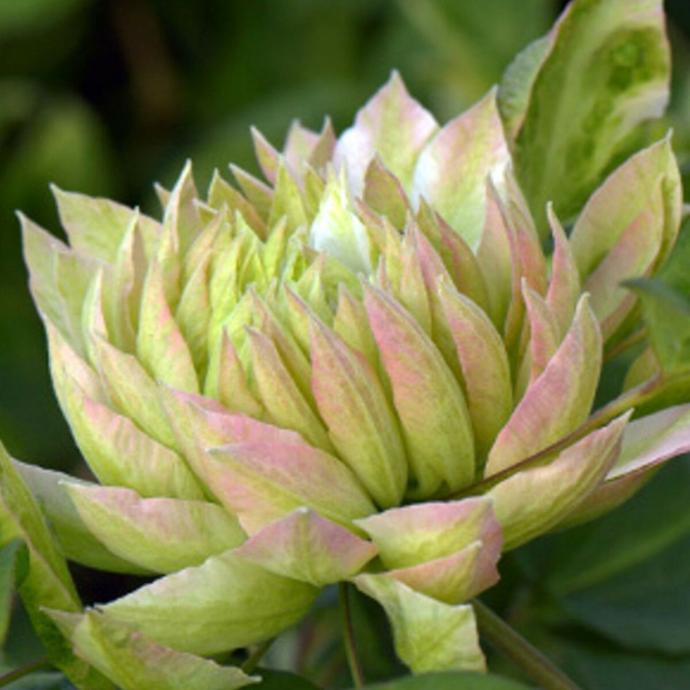 Clématite sen no kaze pot de 1,5l - tuteur bambou 30/60 cm