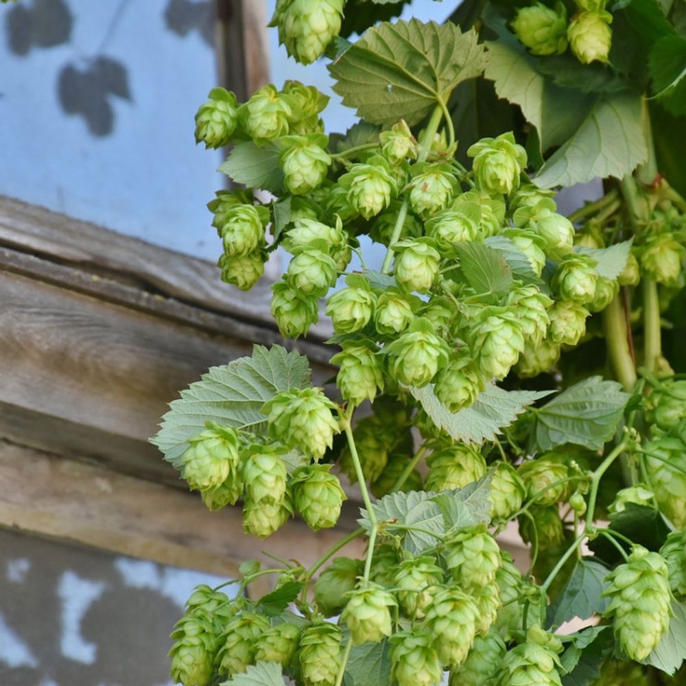 Houblon nordbrau (femelle) pot de 1,5l - tuteur bambou 30/60 cm