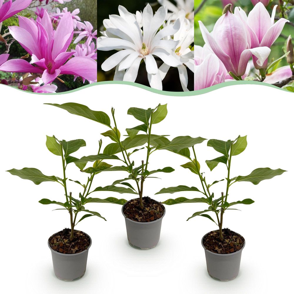 Magnolia - fleurs blanches, roses et violettes - lot de 3 - ø12cm - ↕30cm - plante d’extérieur
