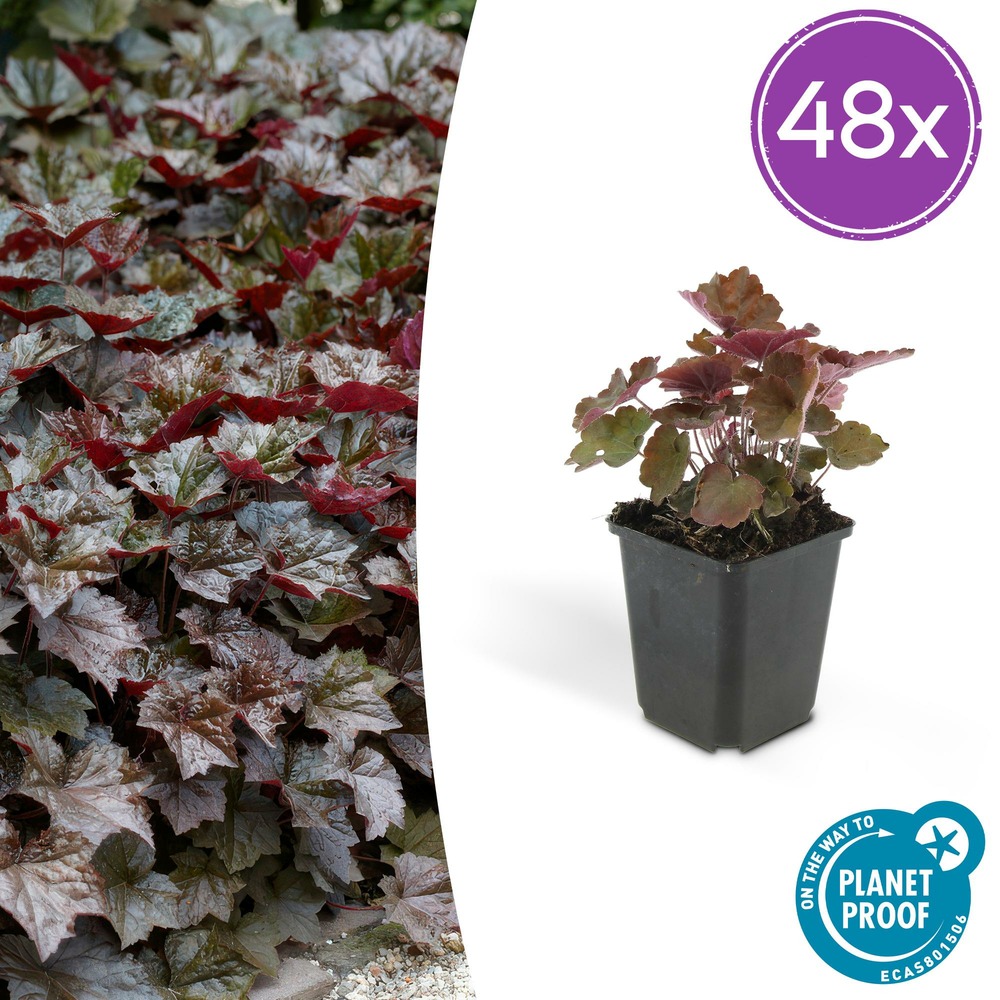 Lot de 48 - heuchera mic. 'palace violet' - h10-25 cm