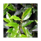 Laurier du portugal angustifolia/prunus lusitanica angustifolia[-]godet - 5/20 cm