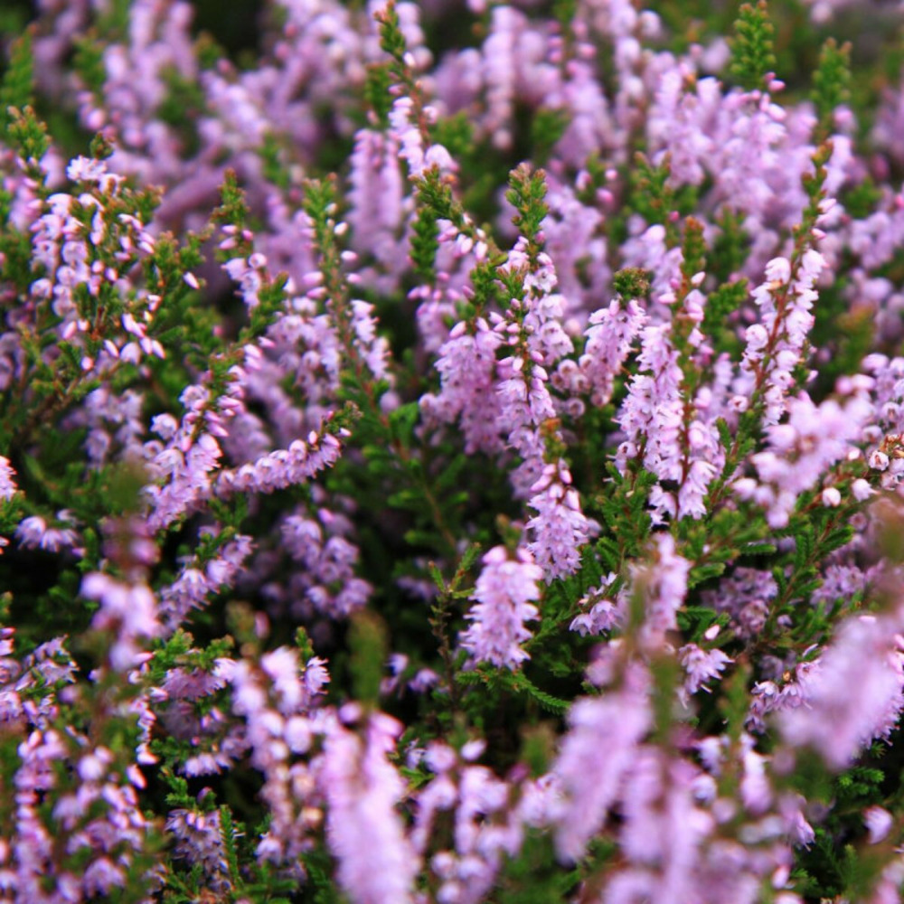 Bruyère d'hiver ghost hills godet - 5/20 cm