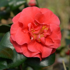 Camélia du japon à fleurs doubles rouge - le pot / ø 9cm