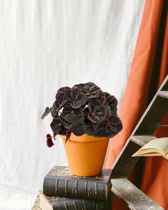 Begonia rex conga 25cm - plante d'intérieur