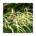 Bourdaine frangula asplenifolia/rhamnus frangula asplenifolia[-]godet - 5/20 cm