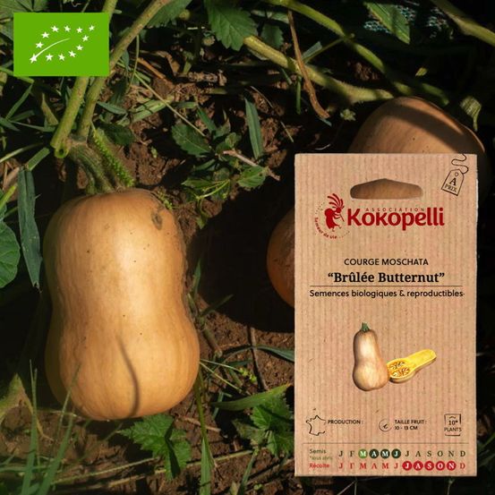 Courge brûlée butternut- graines bio à semer