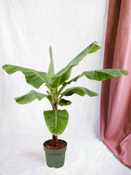 Bananier musa 150cm - plante d'intérieur