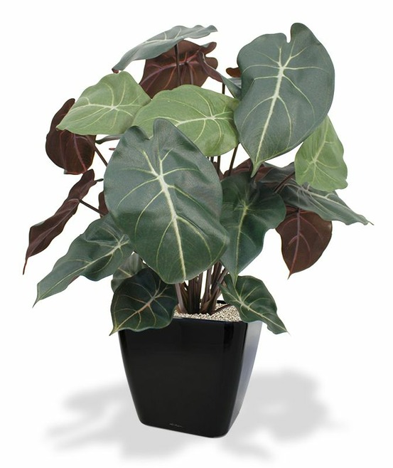 Plante artificielle syngonium 60cm