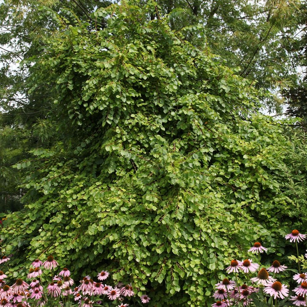 Tilleul à petites feuilles 'greenspire' pot de 7,5l/10l, tige