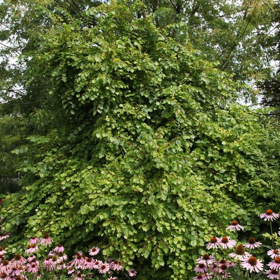 Tilleul à petites feuilles 'greenspire' pot de 7,5l/10l, tige