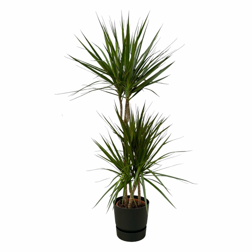 Dracaena marginata et son pot noir avec reservoir - hauteur 120cm