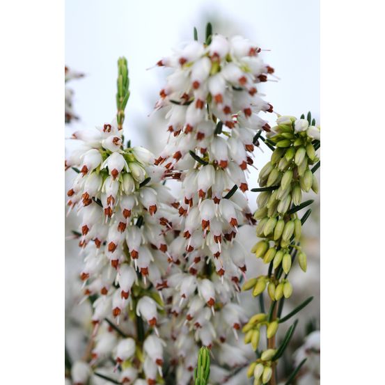 Bruyère d'hiver 'white perfection' - en pot de 3 litres