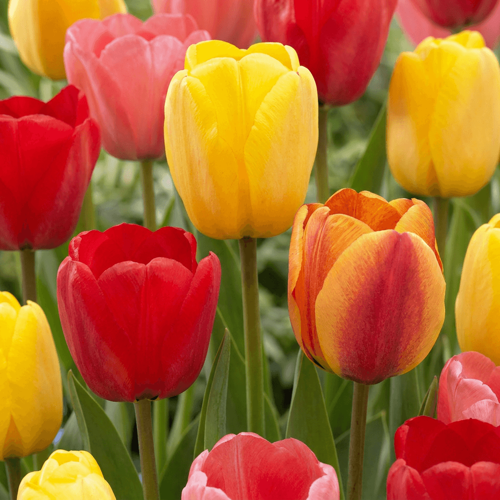 Tulipe darwin hybride en mélange (tulipa) - floraison printanière - standard (10/12) - 40 bulbes