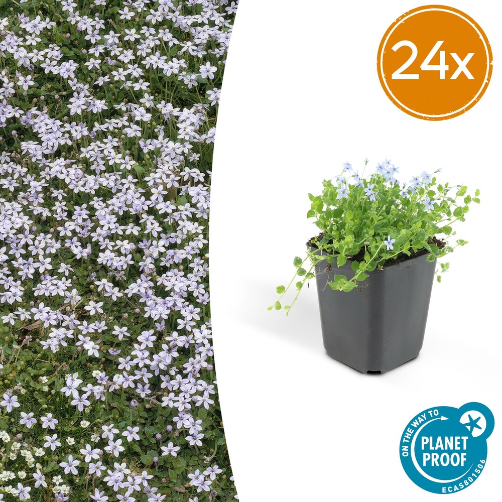 Lot de 24 - isotoma fluviatilis - h10-25 cm