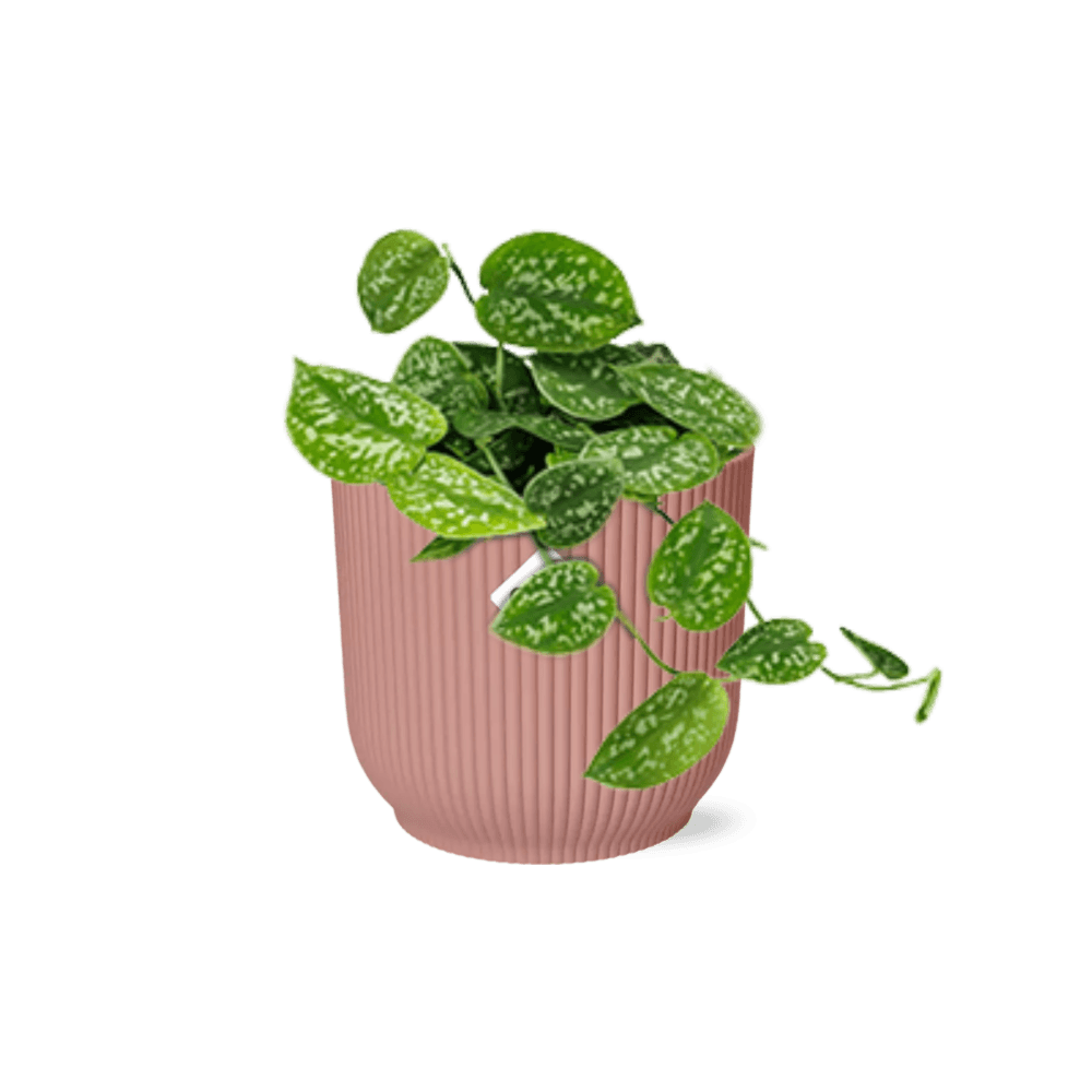 Scindapsus pictus ‘argyraeus’ in elho vibes fold 14cm roze - plantes d'intérieur