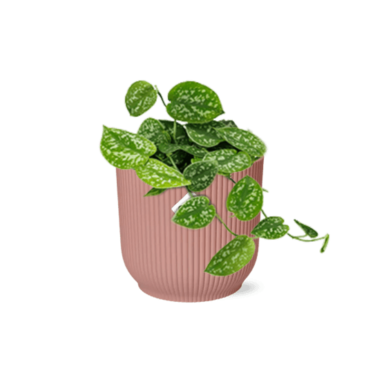 Scindapsus pictus ‘argyraeus’ in elho vibes fold 14cm roze - plantes d'intérieur