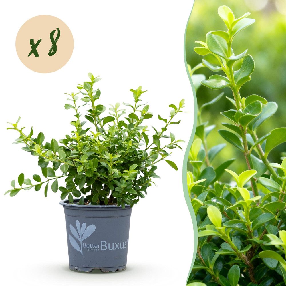 Buis babylon beauty - pot 9 cm - hauteur 20-25 cm