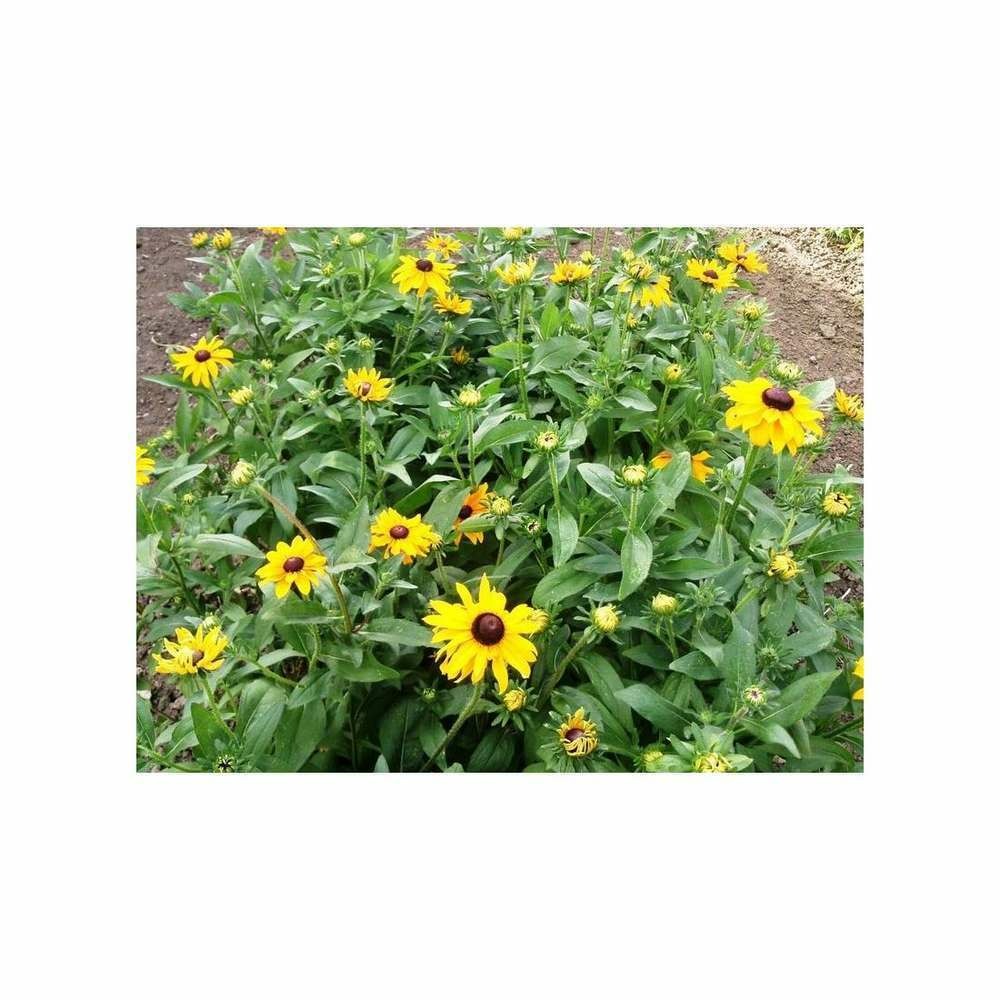 Rudbeckia annuel marmelade