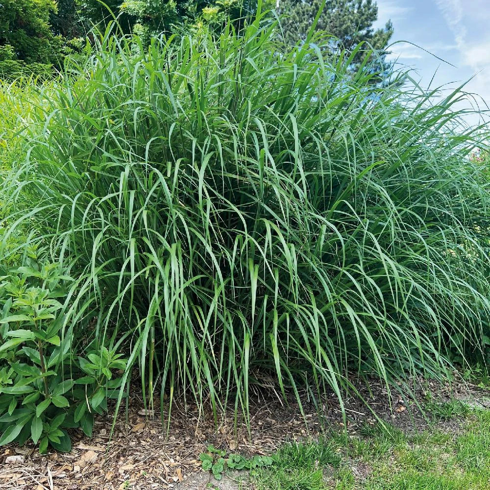 Miscanthus, roseau de chine miscanvert® lot de 9 godets