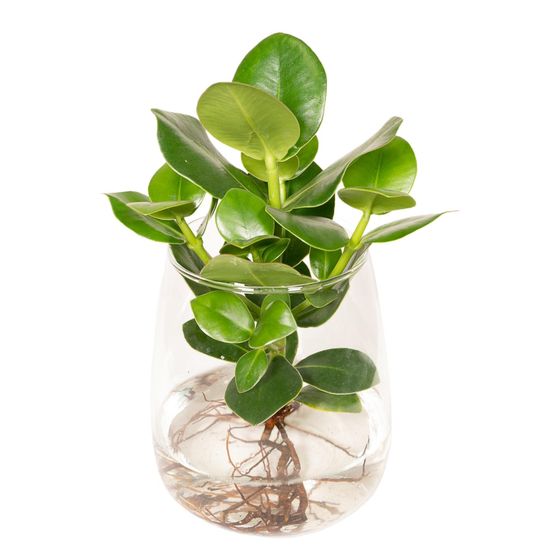 Clusia in kingston glas - ø12cm - ↕30cm - plantes d'intérieur