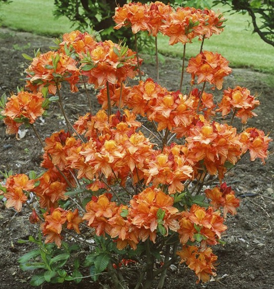 Azalée de chine 'glowing embers' pot de 4l/5l