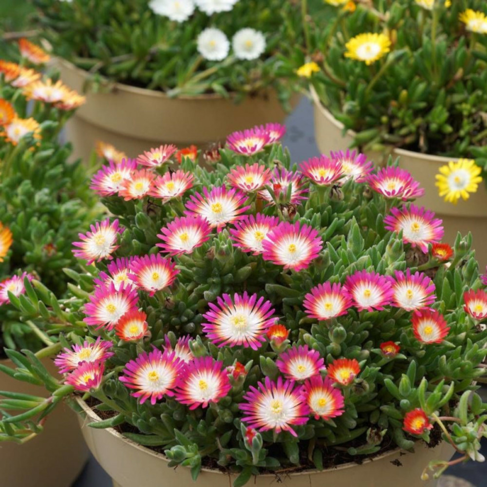 Delosperma jewel of desert ruby®, pourpier vivace lot de 5 godets