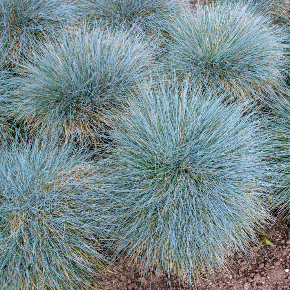 Fétuque bleue elijah blue - festuca glauca elijah blue 20/25cm godet 9cm