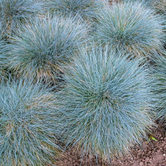 Fétuque bleue elijah blue - festuca glauca elijah blue 20/25cm godet 9cm