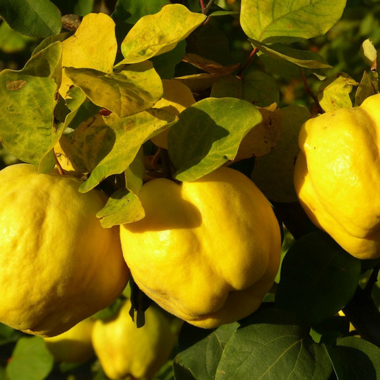 Cognassier du portugal pot de 10l - gobelet 2 ans - 120/150 cm