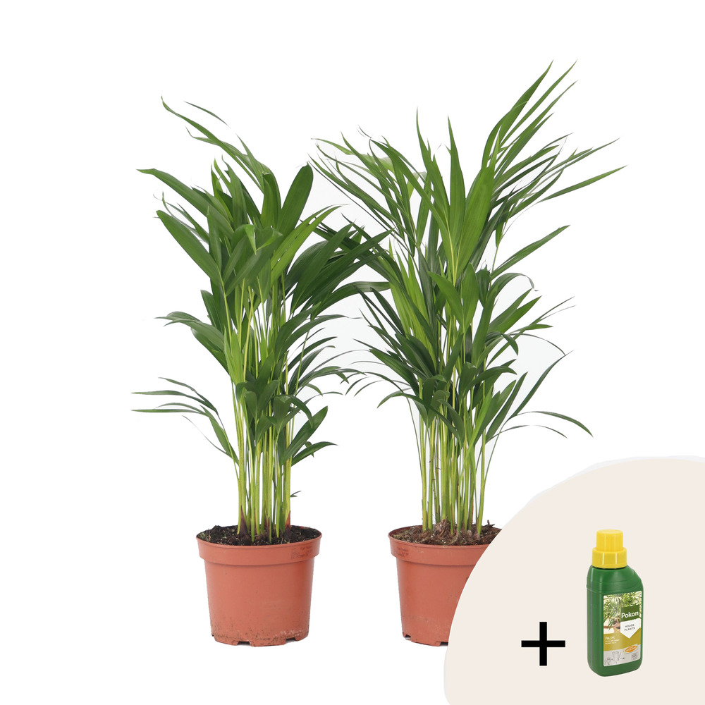 Palmier areca - set de 2 - dypsis lutescens - hauteur 60-70cm - ⌀17cm