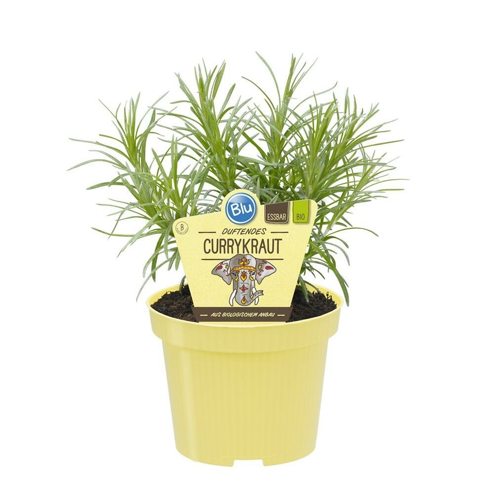 hala plants Variegated Dwarf Hala main image 1