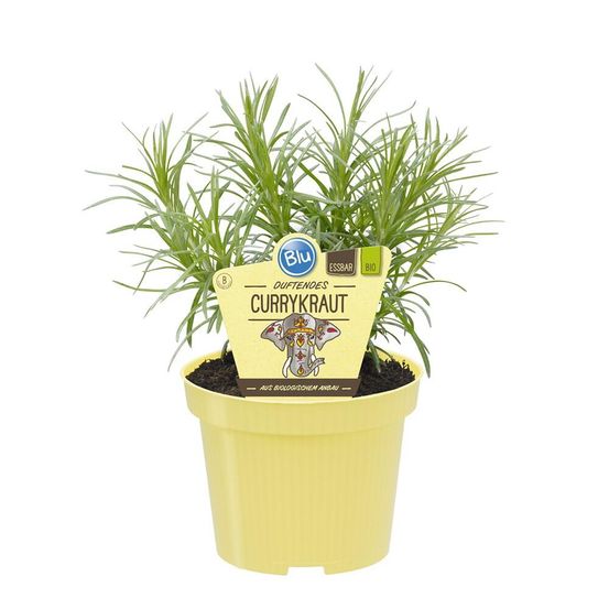 Herbe de curry de qualité bio - helichrysum angustifolia - plante aromatique en pot de 12cm