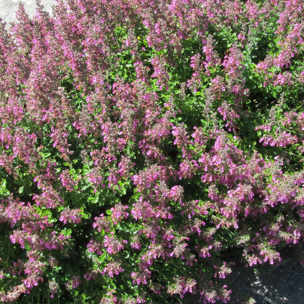 Germandrée petit-chêne - sans traitement lot de 5 godets