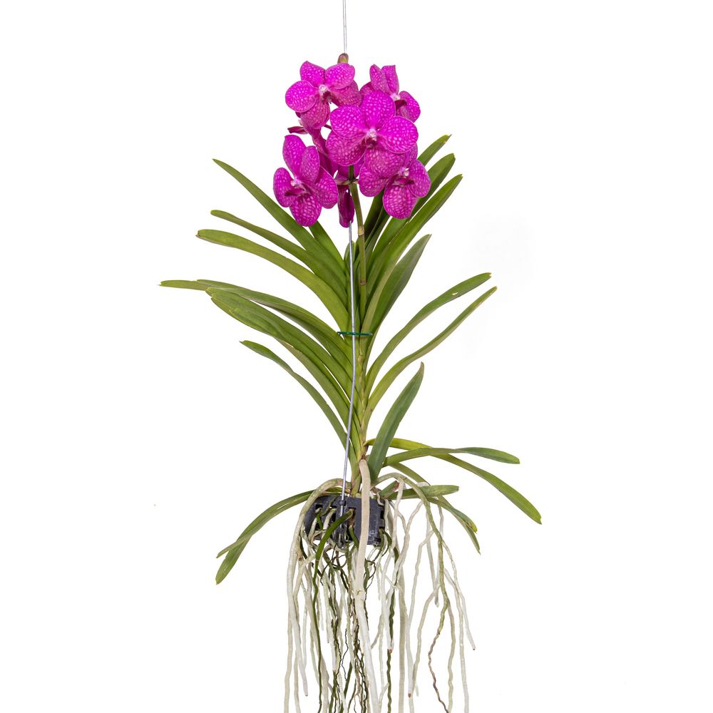 Orchidée Vanda 'Bose' En Vase - Plante Tropicale Violette - Hauteur 45cm