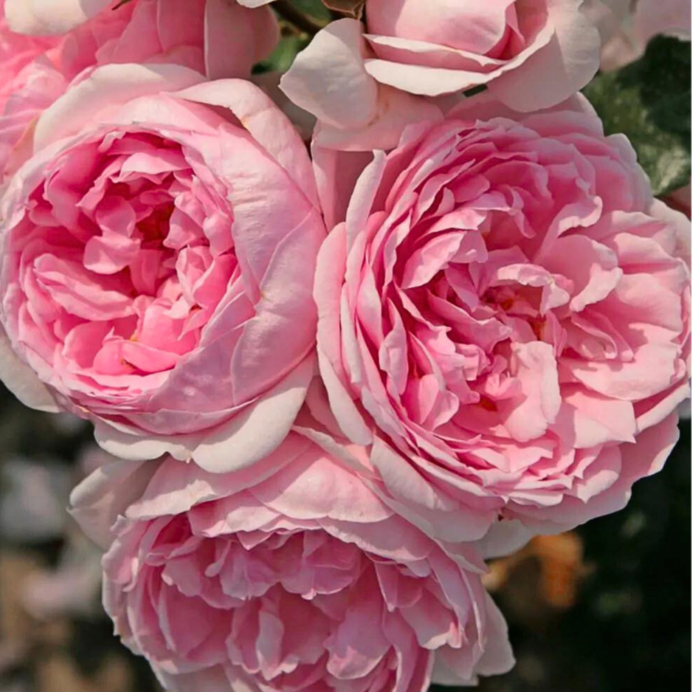 Rosier arbustif très parfumé cinderella pétale rose racines nues