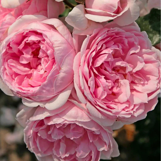 Rosier arbustif très parfumé cinderella pétale rose racines nues