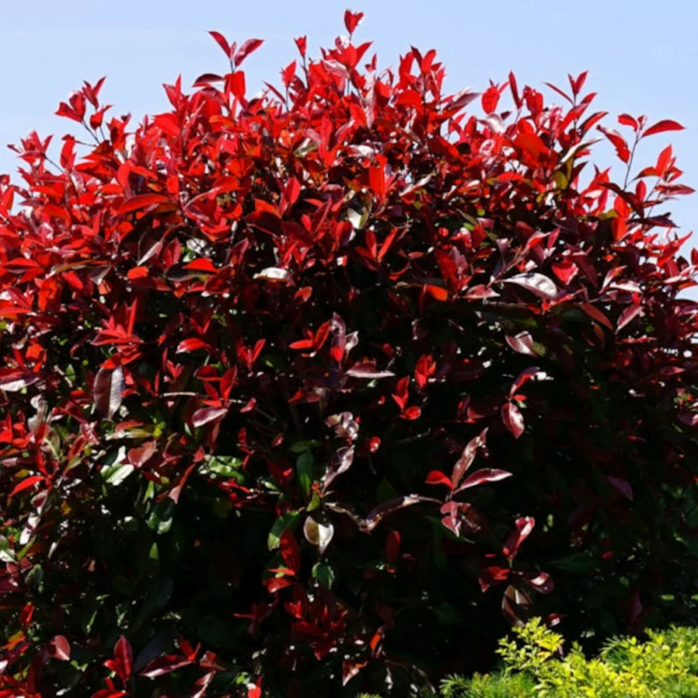 Photinia red robin pot de 15l - 120/150 cm