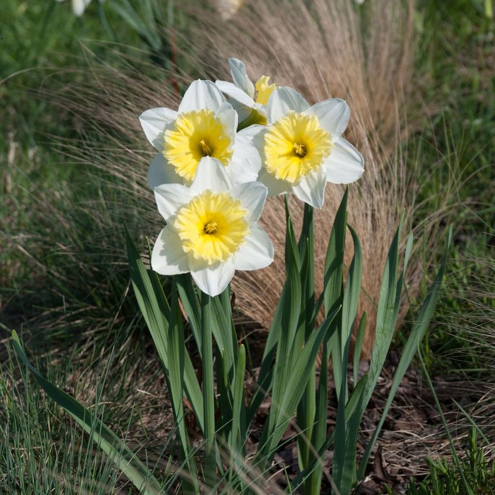 Narcisse à couronne 'ice follies' bulbe calibre 12/14 (par 10)