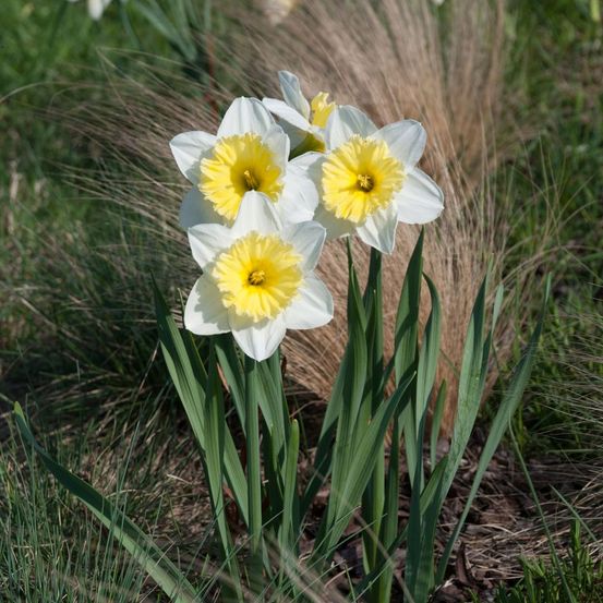 Narcisse à couronne 'ice follies' bulbe calibre 12/14 (par 10)